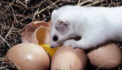 weasel egg