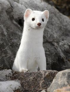 weasel